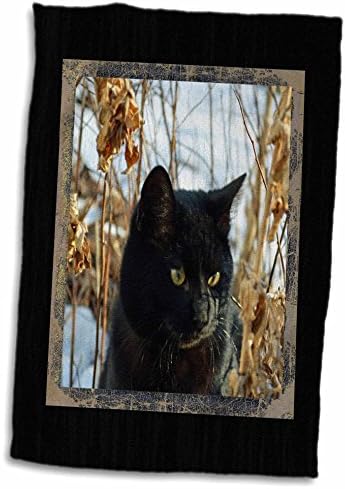 3дроза Убава Црна Мачка Со Златни Очи Во Градината Во Зима-Крпи